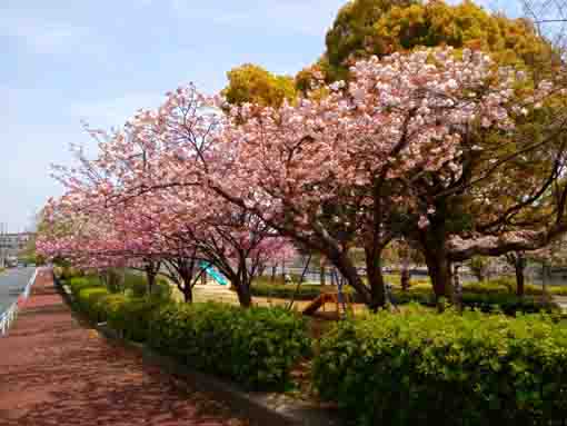 新左近川親水公園に咲く八重桜の花々２
