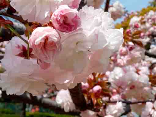 新左近川親水公園に咲く八重桜の花々３