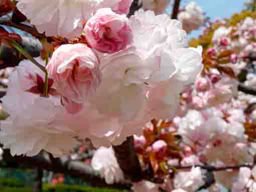 新左近川親水公園に咲く八重桜の花々3