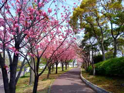 新左近川親水公園に咲く八重桜の花々１