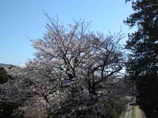 長谷山安国寺本堂から望む桜