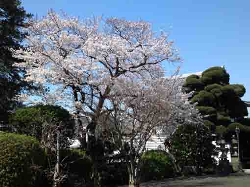 長谷山安国寺の桜