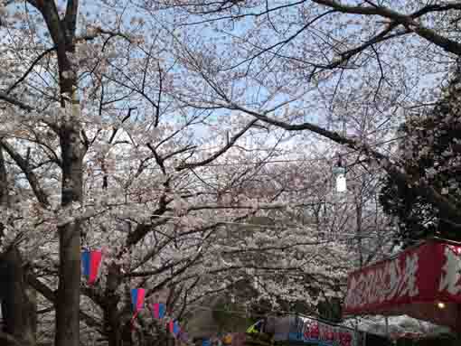 some stalls under cherry blossoms