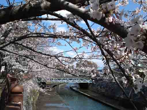 sakura along the path in Ebigawa
