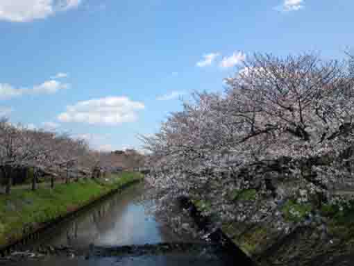 海老川千本桜（千葉県船橋市）