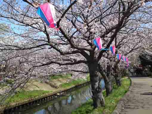 船橋市海老川河畔の桜並木１