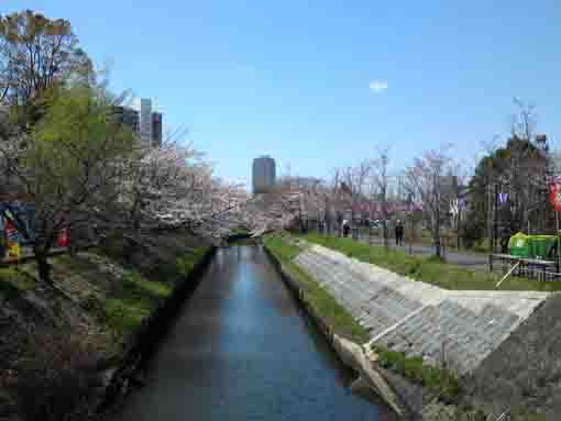 船橋市海老川の桜並木