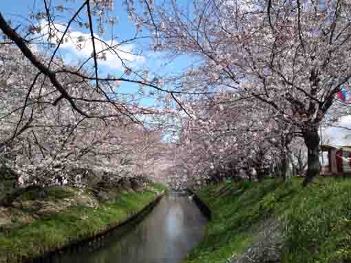 sakura trees along Ebigawa in Funabashi