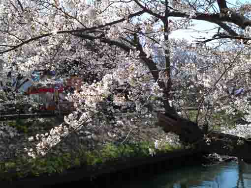 some stalls and sakura over Ebigawa