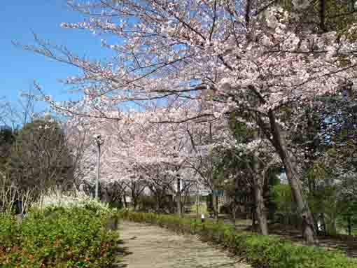 cherry blossoms along a path on the bank