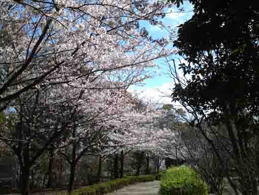 sakura blooming along a path