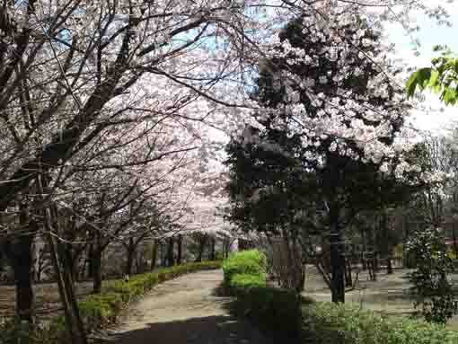 さくら堤公園内小径の桜並木