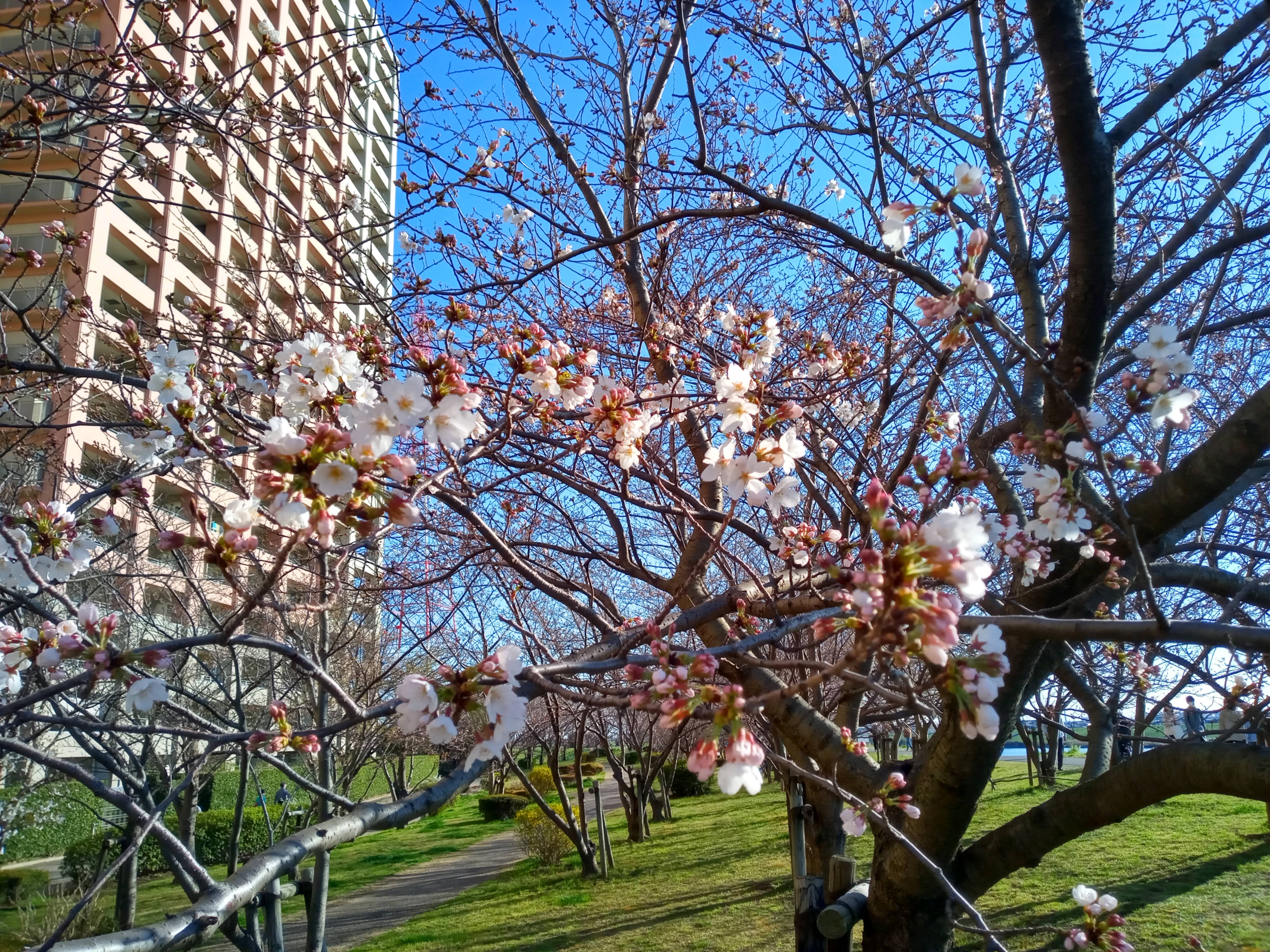 令和５年江戸川の開花したソメイヨシノ２