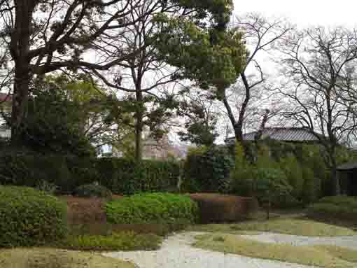 回向院市川別院庭園脇の桜