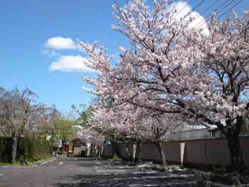 江戸川区鹿骨の圓勝院桜の花