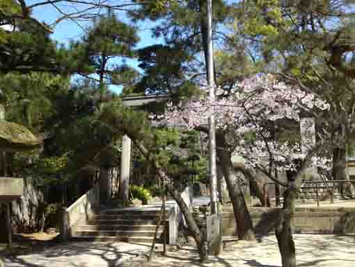 船橋大神宮鳥居脇の桜