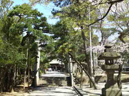 意冨比神社の春