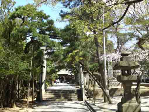 the cherry blossoms in Funabashi Daijingu