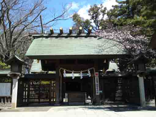 船橋大神宮社殿脇の桜