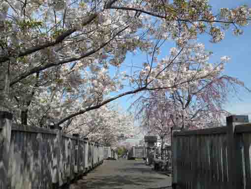 sakura blossoms on Koedobashi