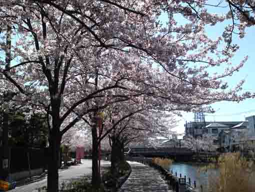 三角橋から望む新川千本桜
