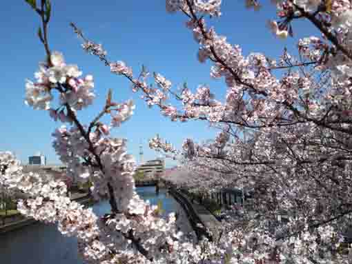 sakura blossoms beside Sankakubashi