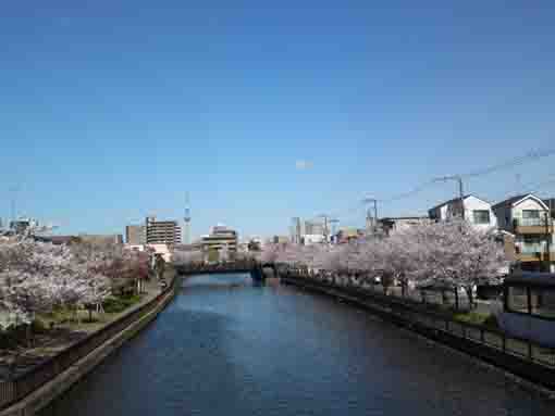 忍者橋から望む新川千本桜