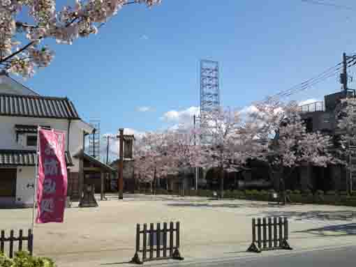 さくら館の桜並木