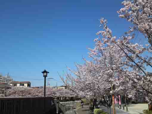 さくら橋から望む新川千本桜