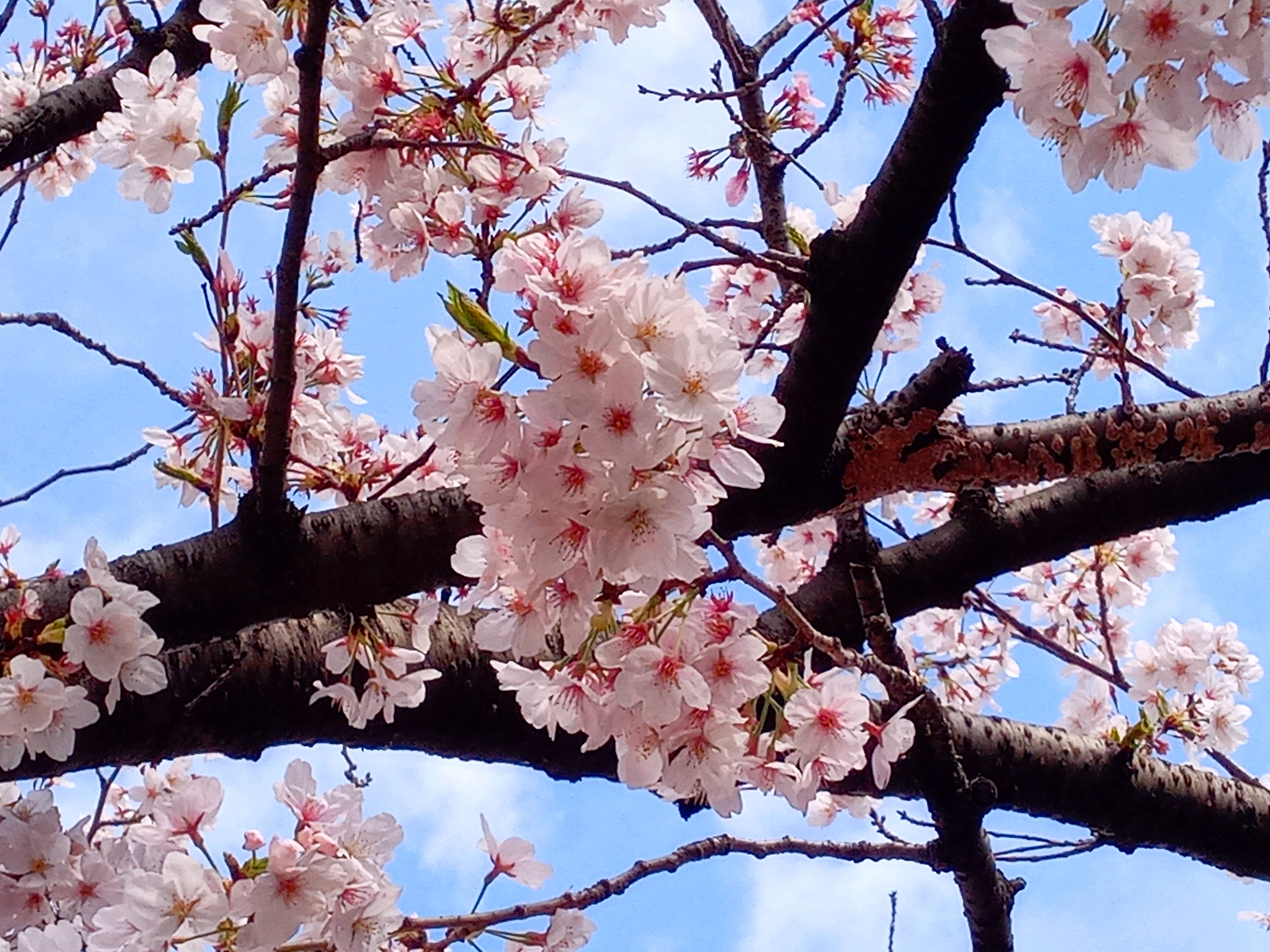 令和５年船堀スポーツ広場満開の桜の花々１