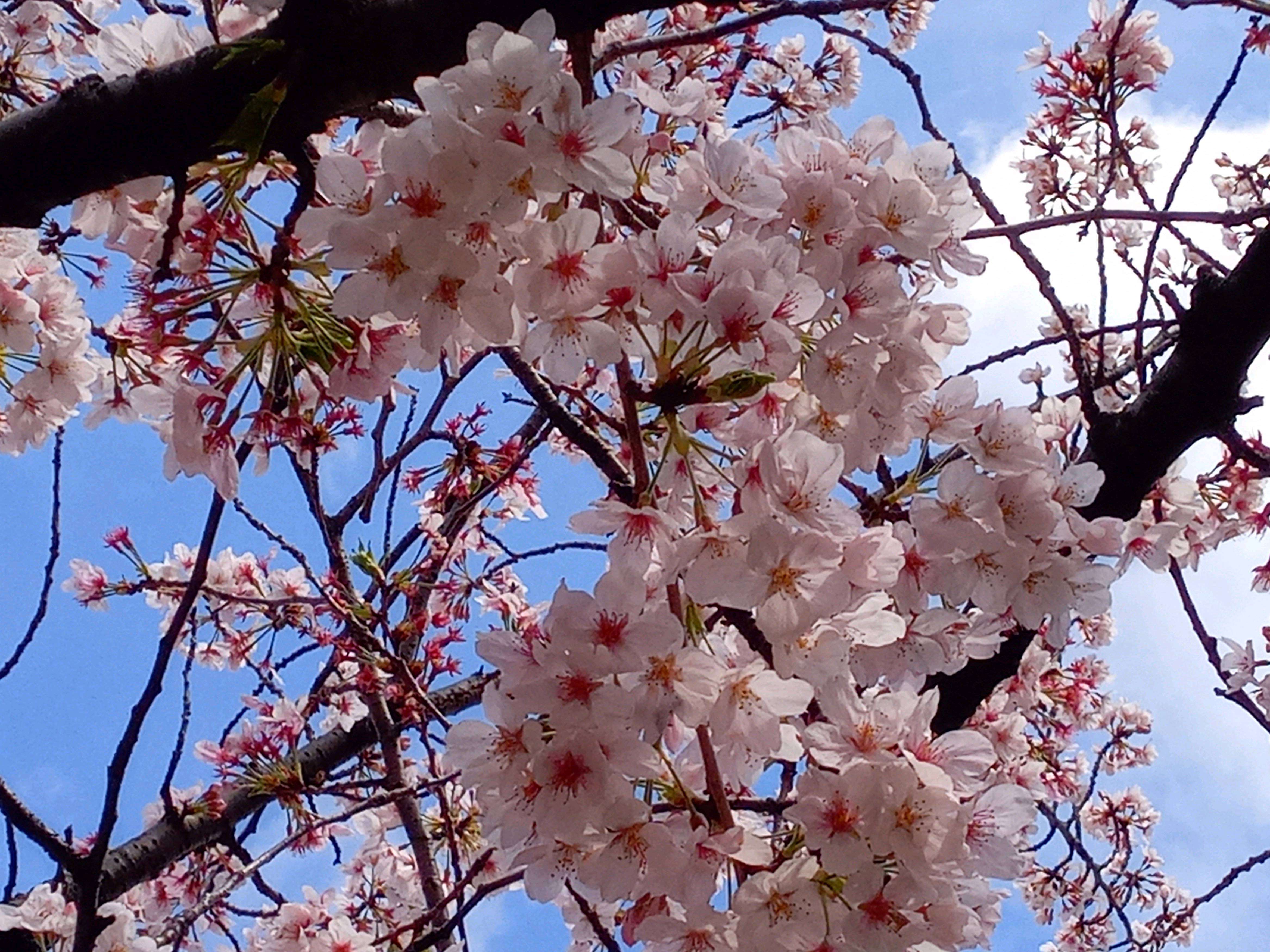 令和５年船堀スポーツ広場満開の桜の花々２