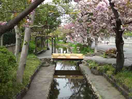 古川親水公園の水辺の八重桜