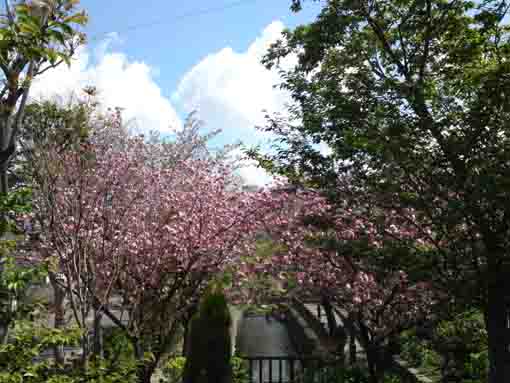 三角脇古川親水公園の八重桜