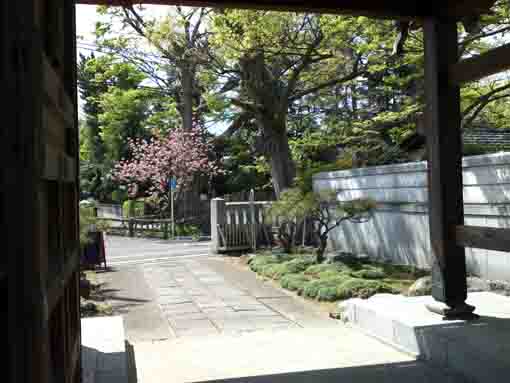 妙勝寺山門から望む古川の八重桜