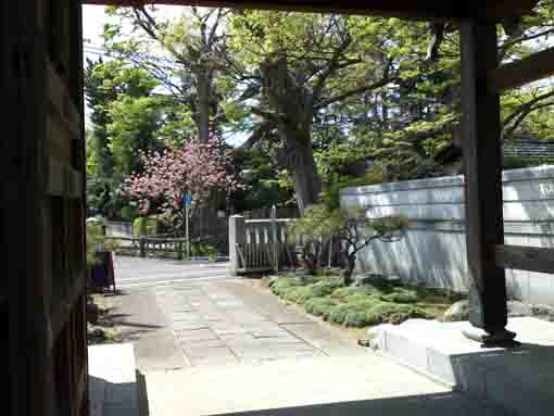 cherry blossoms from Myoshoji