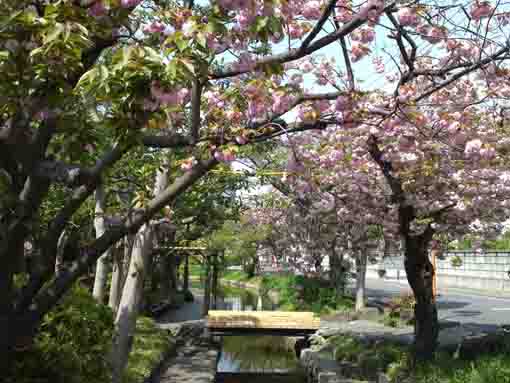 古川親水公園の橋から望む八重桜