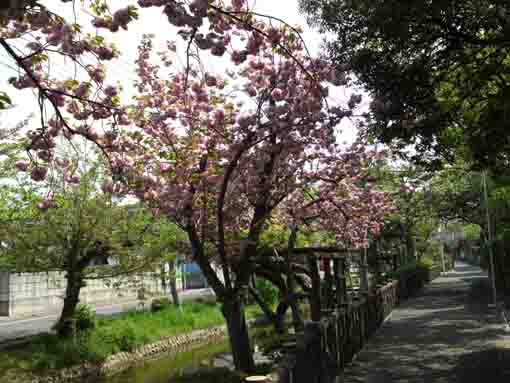 古川親水公園沿いの八重桜の並木道