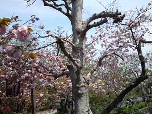 古川親水公園の白とピンクの八重桜