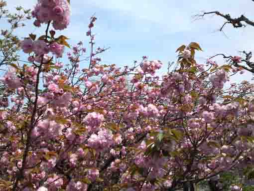 full blooming cherry blossoms in Furukawa