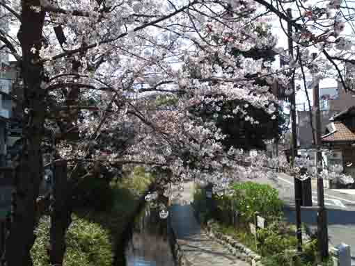古川親水公園の桜並木