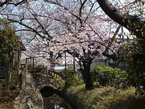 水のトンネルと桜並木