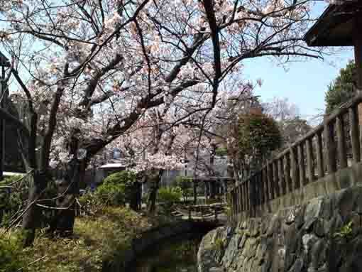 休憩所と桜並木