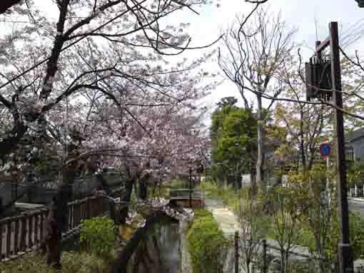 Sakura along the river