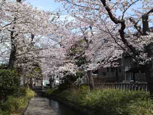 古川親水公園川岸の桜並木