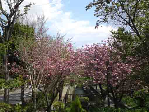 古川親水公園の吉野桜