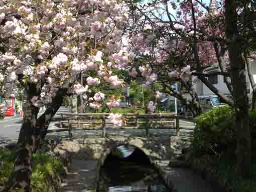 large cherry blossoms