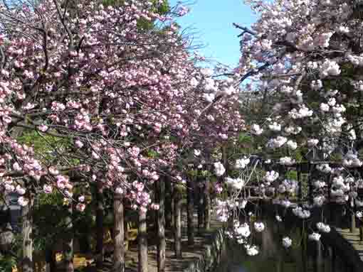 古川親水公園の八重桜の画像