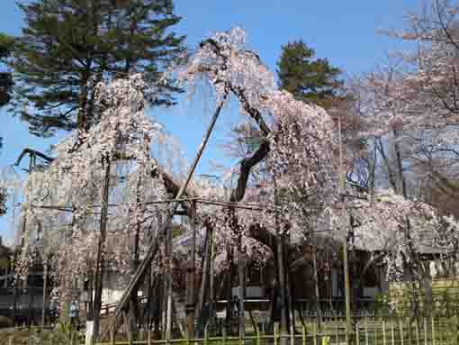 桜の真間山弘法寺と伏姫桜