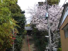 真間山参道脇の桜