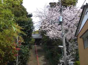 cherry blossoms along the stone steps